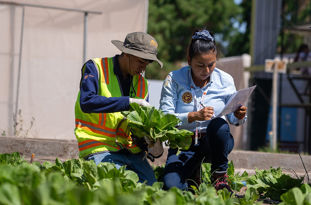 Estudiantes del Liceo de Pica integran su producción hortícola a la cadena de abastecimiento regional